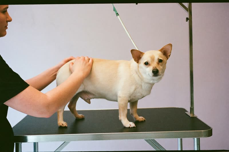 A small dog standing calmly on a grooming table while being handled