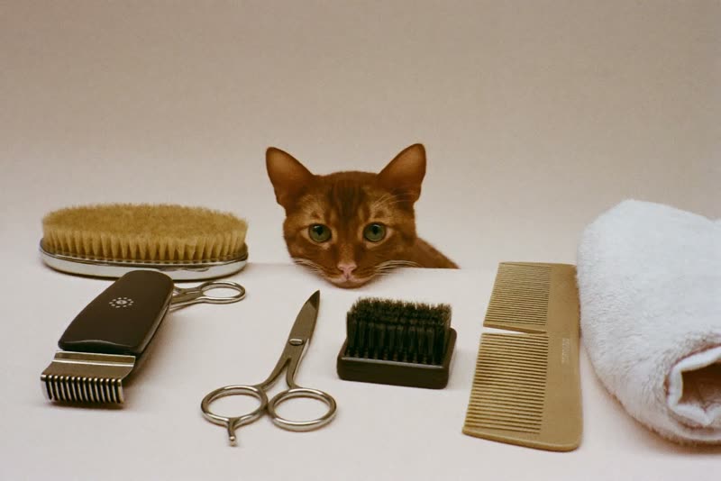 Clean grooming tools laid out on a pale surface