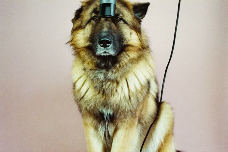 Fluffy dog having its coat blow-dried