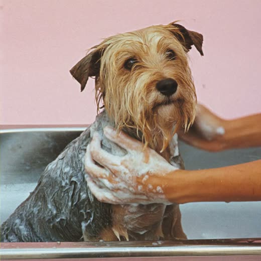 Small dog being bathed and lathered in a grooming tub