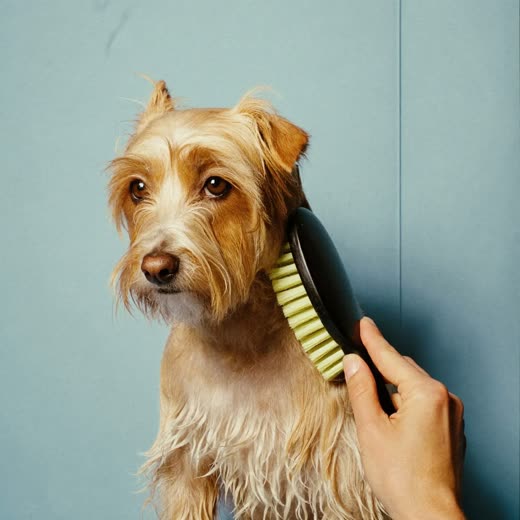 Dog being brushed out with a slicker brush after drying