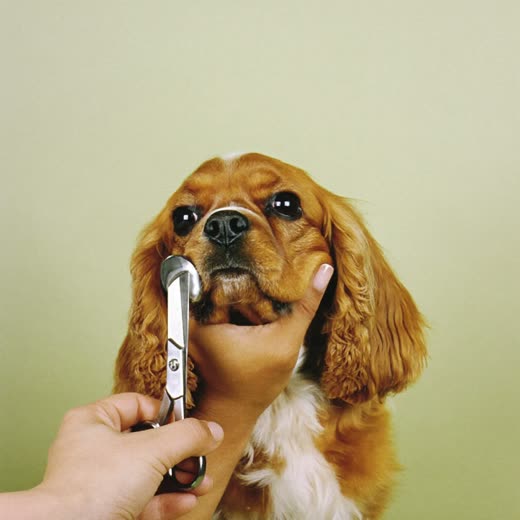 Curly-coated dog having its face trimmed with grooming scissors